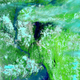 Satellite image over South Asia from June 25, 2020